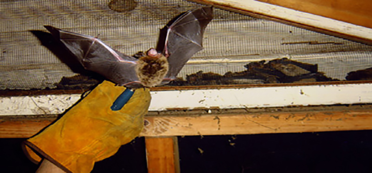 Effective Bat Removal and Control - Wildlife Solutions, Inc.