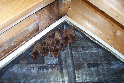 Experienced, Professional & Dependable Bat Removal