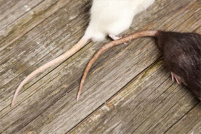 To get rid of rodents your house, attic, walls, or gable vents